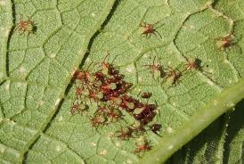 Insect, Squash Bug