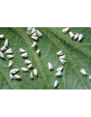 Insect, Whitefly