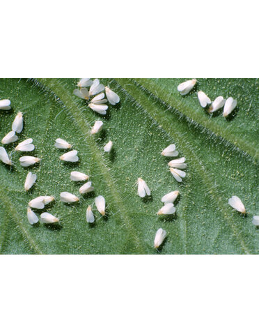 Insect, Whitefly