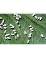 Insect, Whitefly