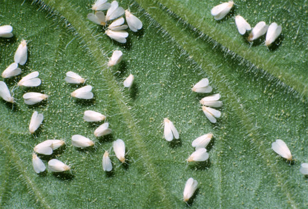 Insect, Whitefly