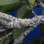 Crape Myrtle, Insect, Scale