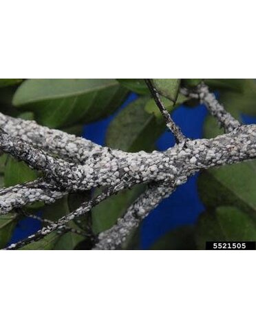 Crape Myrtle, Insect, Scale