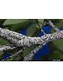 Crape Myrtle, Insect, Scale