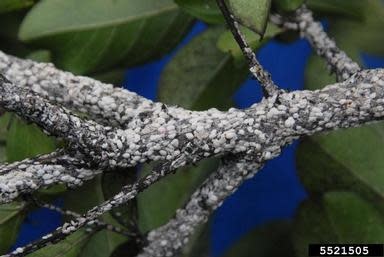 Crape Myrtle, Insect, Scale
