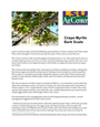 Crape Myrtle, Insect, Scale