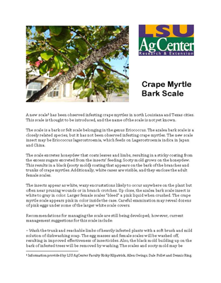 Crape Myrtle, Insect, Scale