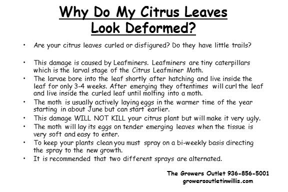 Citrus Problems