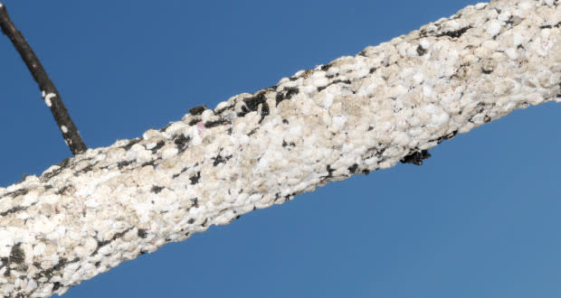 Problem, Crape Myrtles