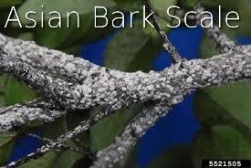 Problem, Crape Myrtles