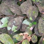 Crape Myrtles Black Leaves
