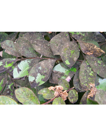 Crape Myrtles Black Leaves