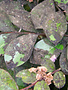 Crape Myrtles Black Leaves