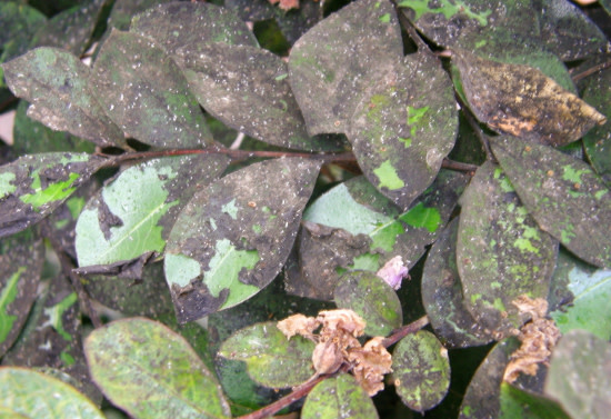Crape Myrtles Black Leaves