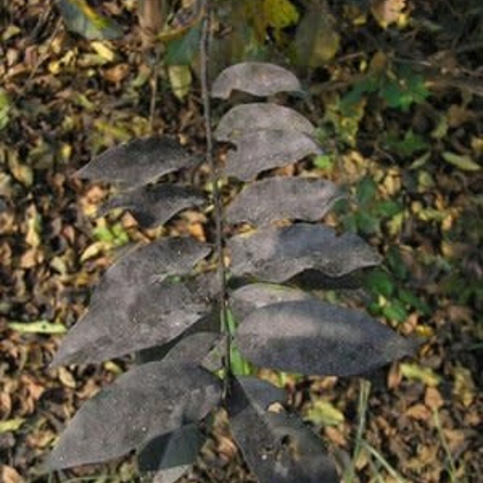 Crape Myrtles Black Leaves