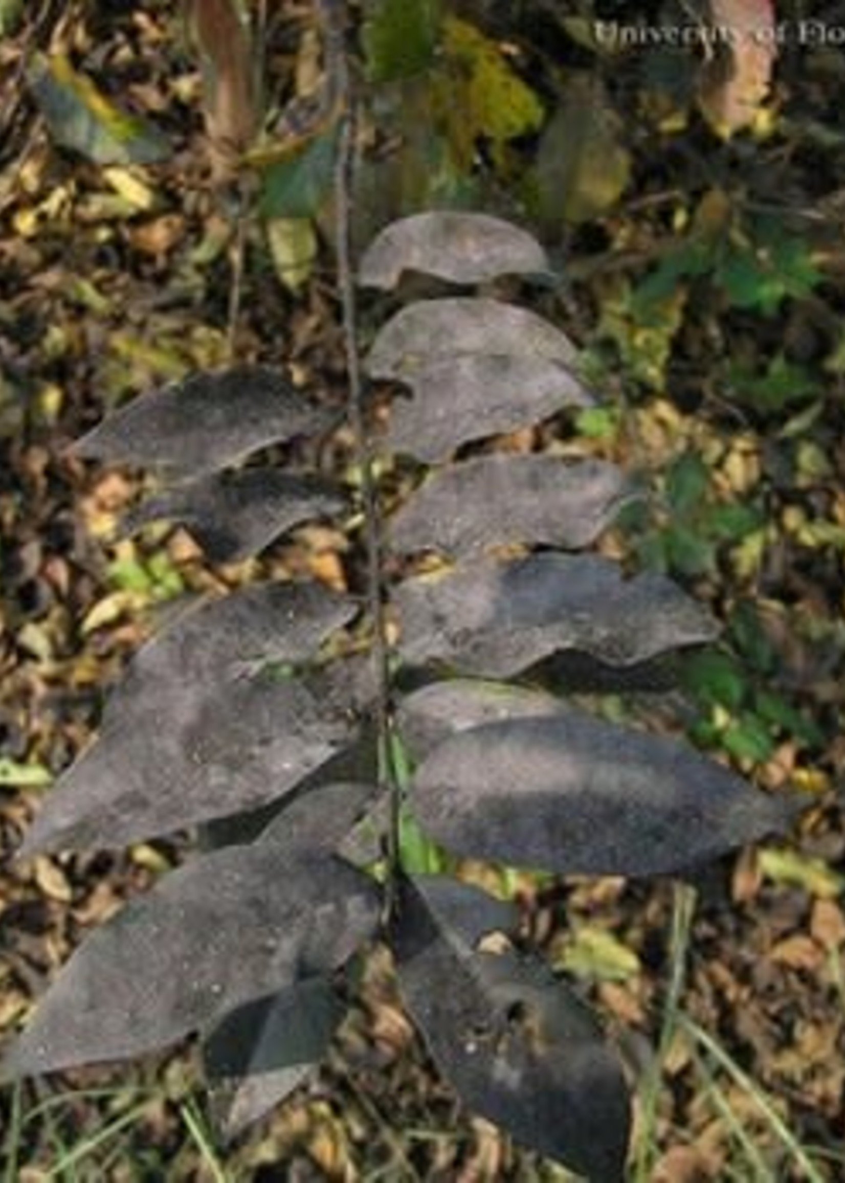 Crape Myrtles Black Leaves