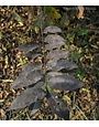 Crape Myrtles Black Leaves