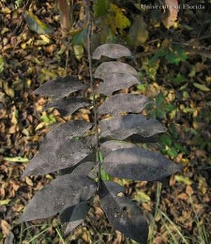 Crape Myrtles Black Leaves