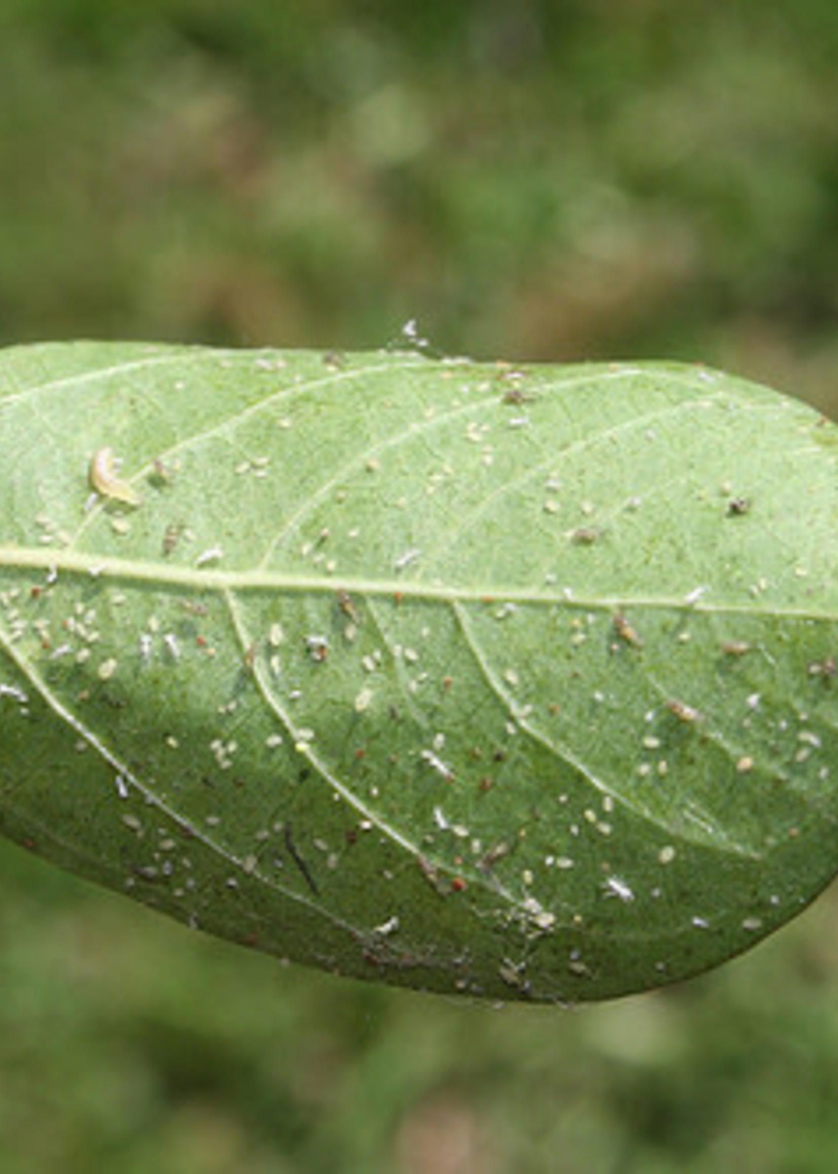 Problem, Crape Myrtles Black Leaves Growers Outlet Willis Texas