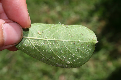 Crape Myrtles Black Leaves