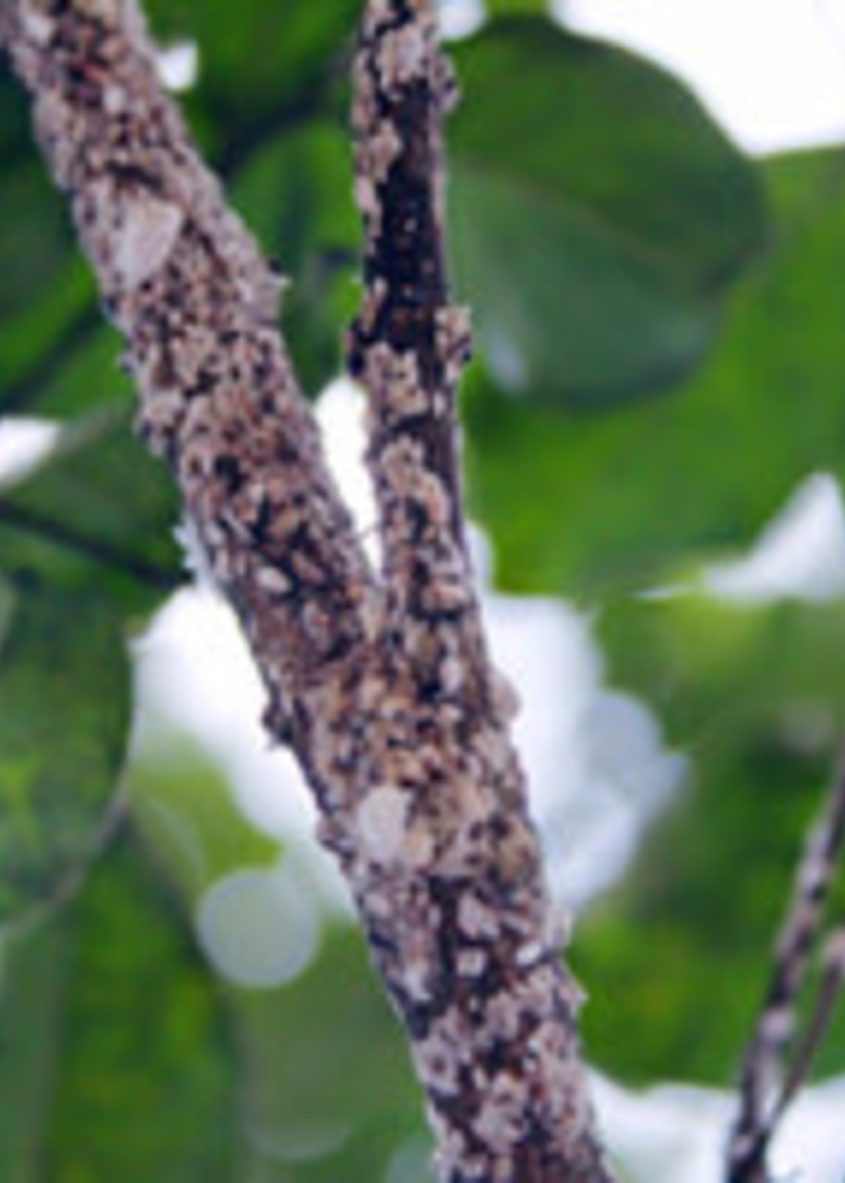 Problem, Crape Myrtles Black Leaves Growers Outlet Willis Texas