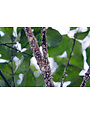 Crape Myrtles Black Leaves