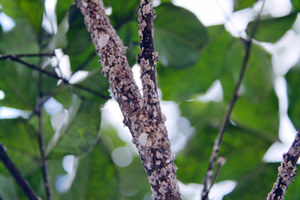 Crape Myrtles Black Leaves