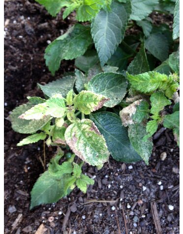 Lantana Probelms