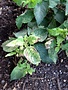 Lantana Probelms