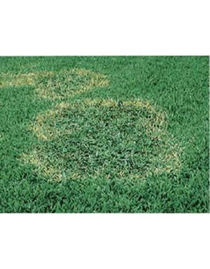 Lawn, Brown Patch