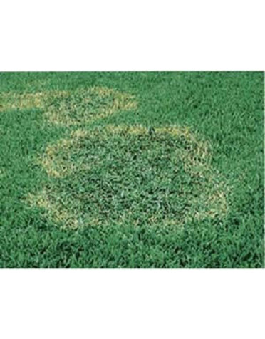 Lawn, Brown Patch