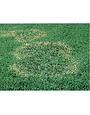 Lawn, Brown Patch