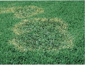Lawn, Brown Patch