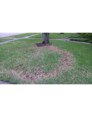 Lawn, Take All Patch