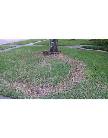 Lawn, Take All Patch