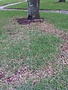 Lawn, Take All Patch