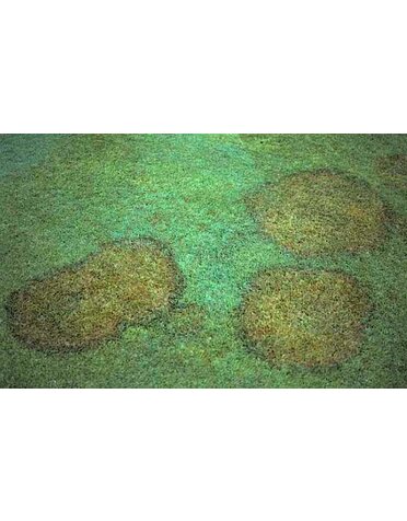 Lawn, Yellowing Circles