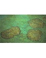 Lawn, Yellowing Circles