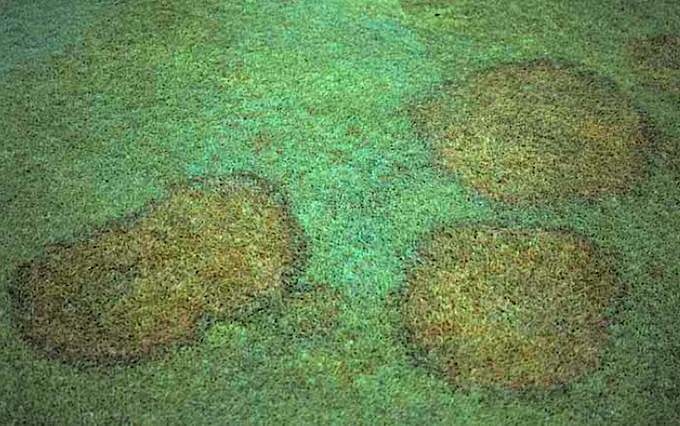 Lawn, Yellowing Circles