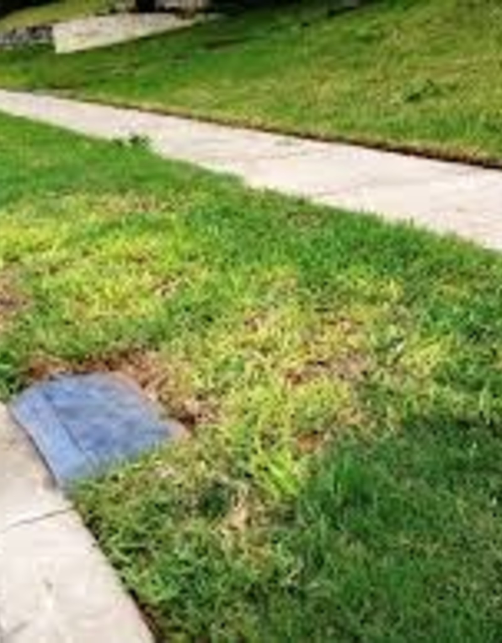 Problem, Lawn, Yellowing Grass Growers Outlet