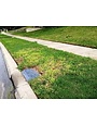 Lawn, Yellowing Grass