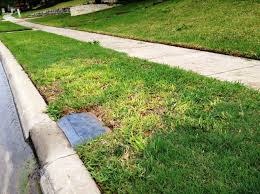 Lawn, Yellowing Grass