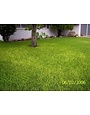 Lawn, Yellowing Grass