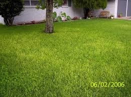 Lawn, Yellowing Grass