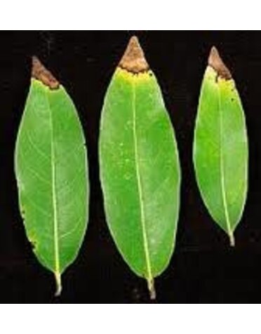 Leaf, Brown on Edges