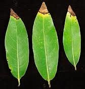Leaf, Brown on Edges