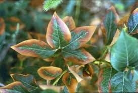 Leaf, Brown on Edges