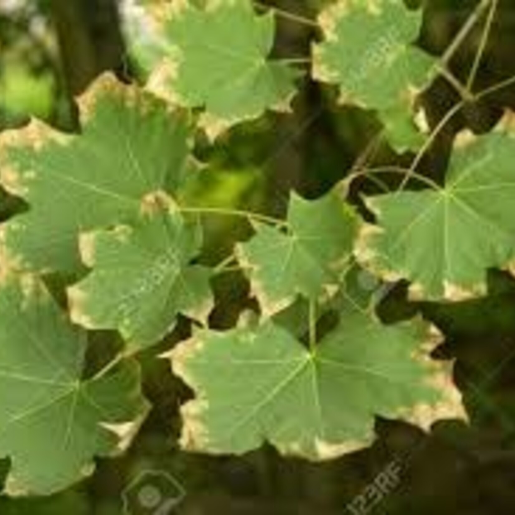 Leaf, Brown on Edges