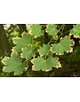 Leaf, Brown on Edges