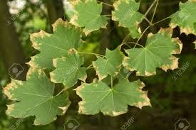 Leaf, Brown on Edges